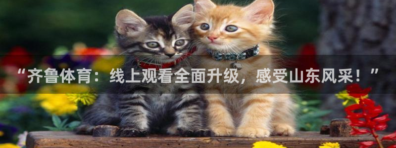 “齐鲁体育：线上观看全面升级，感受山东风采！”