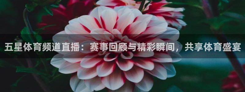 五星体育频道直播：赛事回顾与精彩瞬间，共享体育盛宴